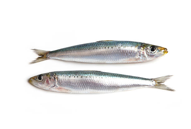 Sardines fish